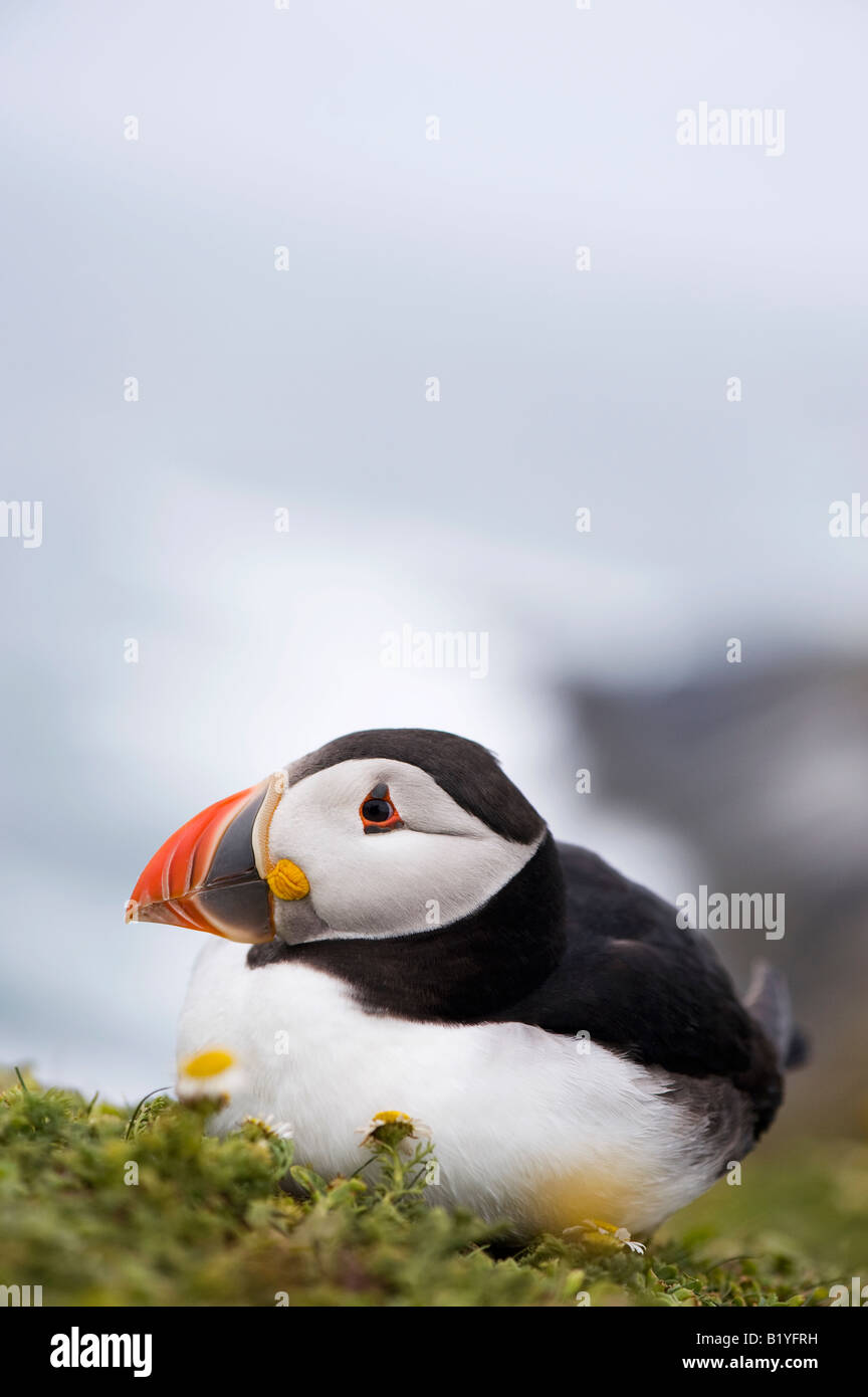 Fratercula arctica. Atlantic Puffin sitting on a cliff top on Skomer Island, Pembrokeshire, Wales Stock Photo