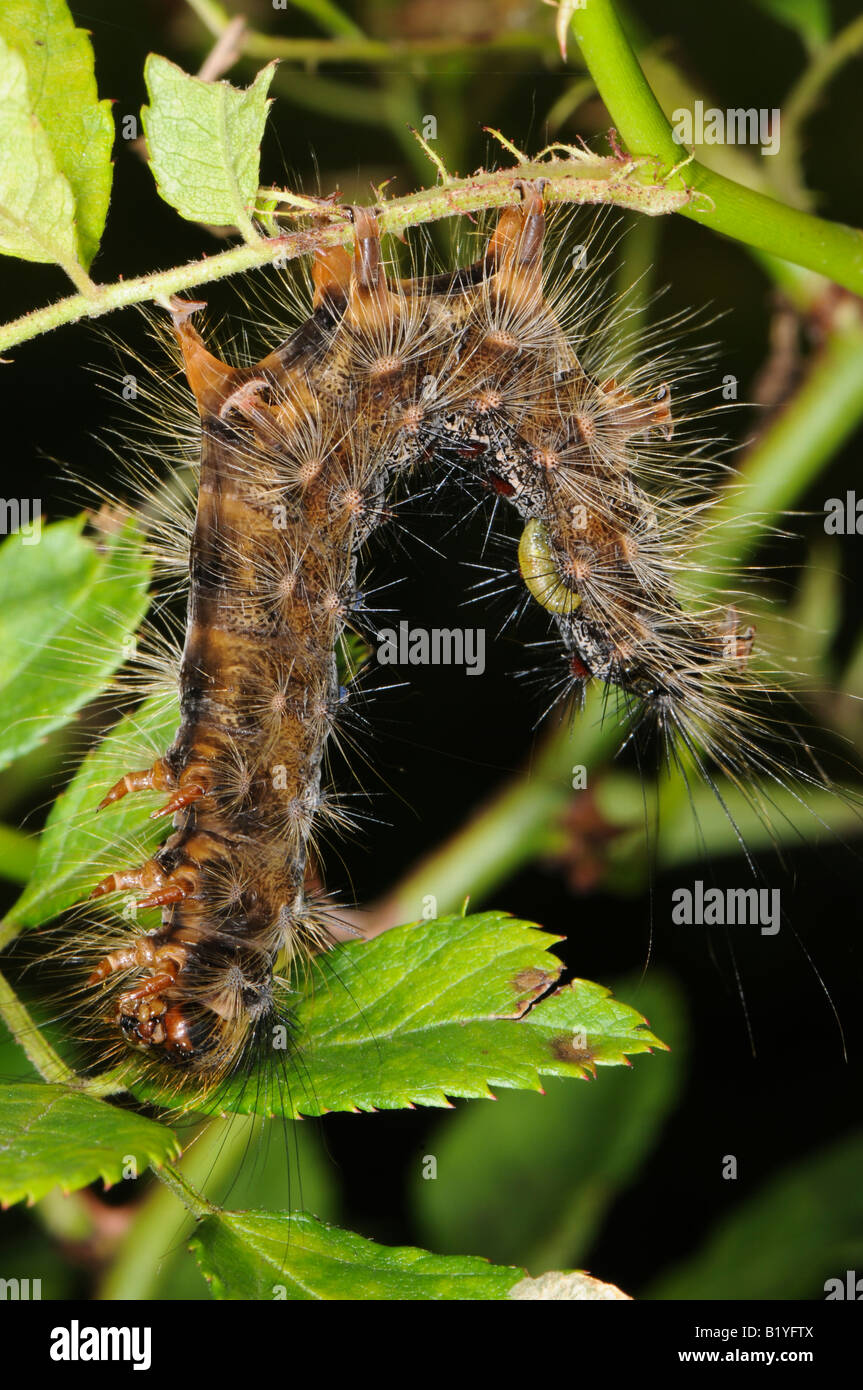 gypsy moth caterpillar killed by NPV, nucleopolyhedrosis virus, wilt disease Stock Photo