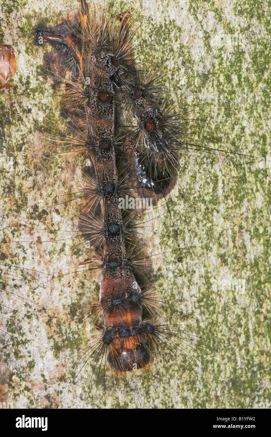 gypsy moth caterpillar killed by NPV, nucleopolyhedrosis virus, wilt disease Stock Photo