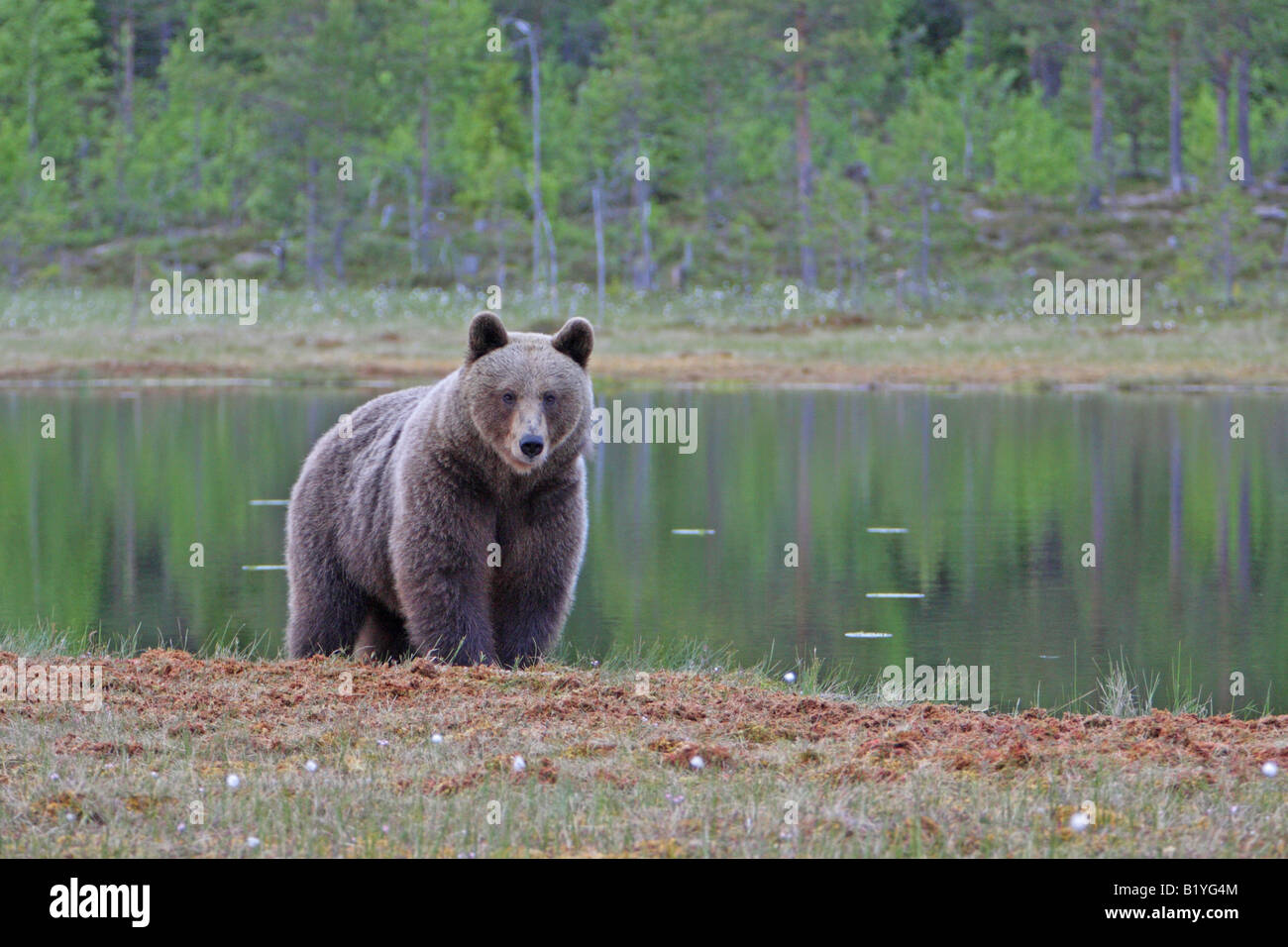 European Brown Bear Ursus Arctos standing infront of a pond in a forest ...