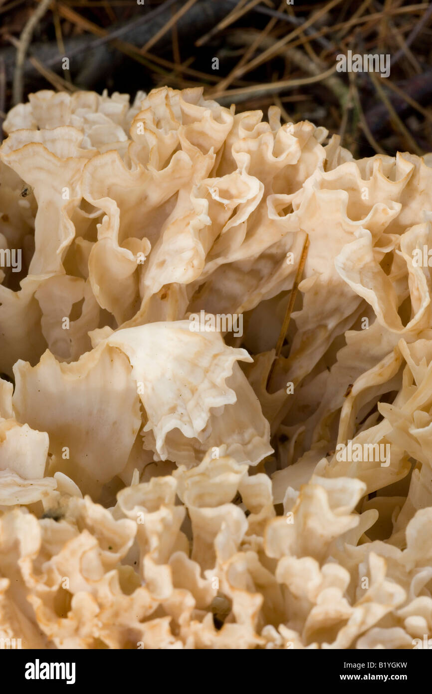 Sparassis crispa Close up shot showing the intricate details of the wavy spore producing organs Stock Photo