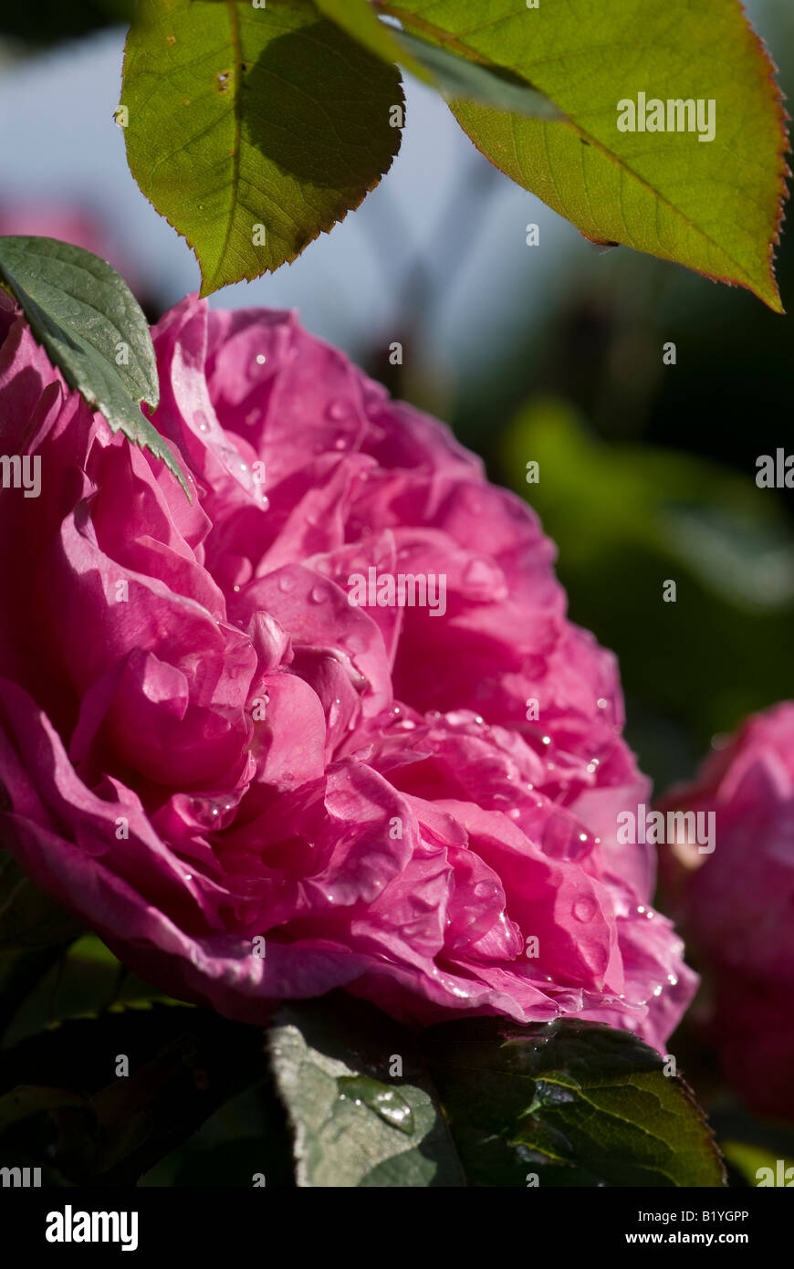 Old english rose flower. Pink in colour with early morning dew on the
