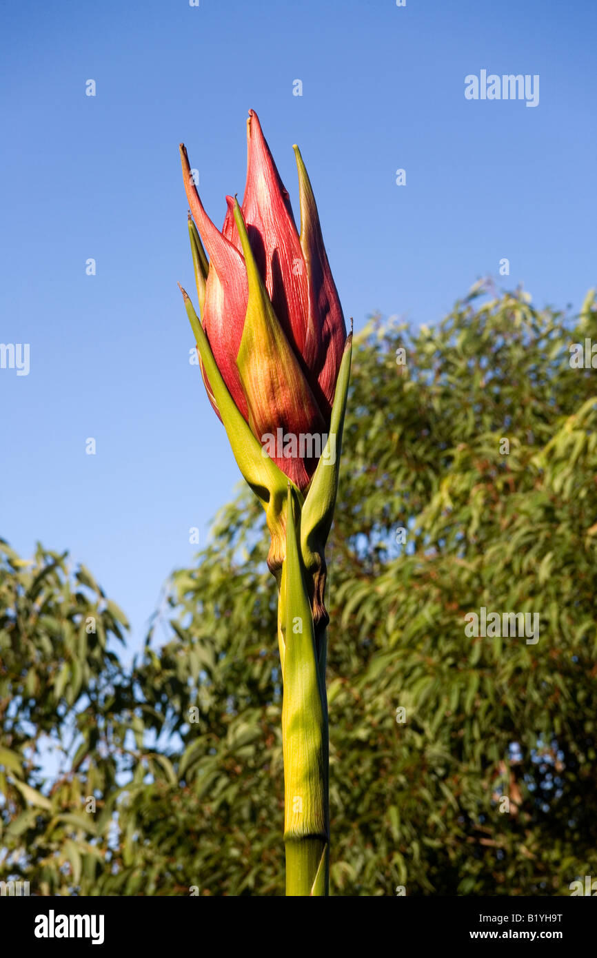 Gymea lily, Doryanthes excelsa. These are spectacular Australian native plants with large compact heads of nectar filled red flowers Stock Photo