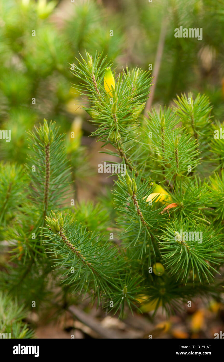 Australian Pine heath Stock Photo