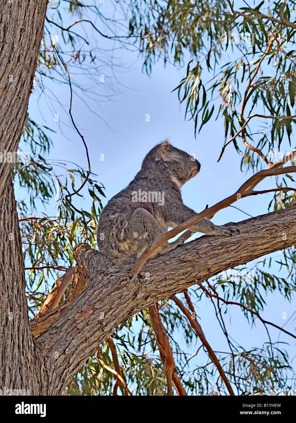 Koala in tree hi-res stock photography and images - Alamy