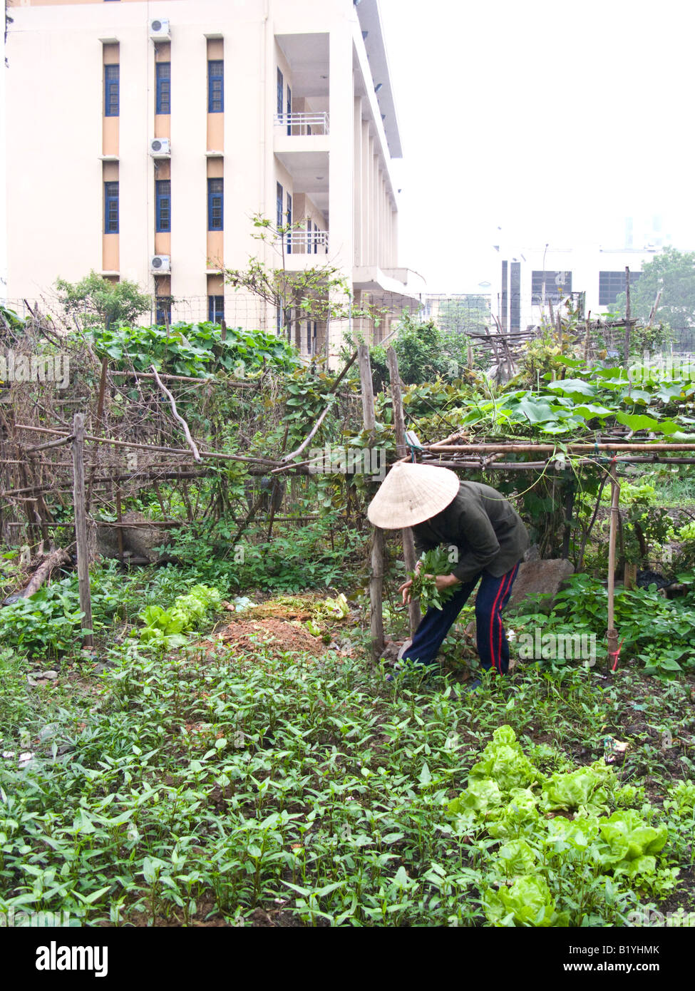 Vietnamese woman gardening in vegetable plot beside apartment blocks, Halong Bay, Vietnam Stock Photo