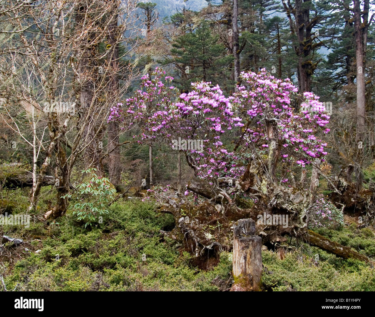 rhododendron tree in full blossom in Sikkim India Stock Photo Alamy