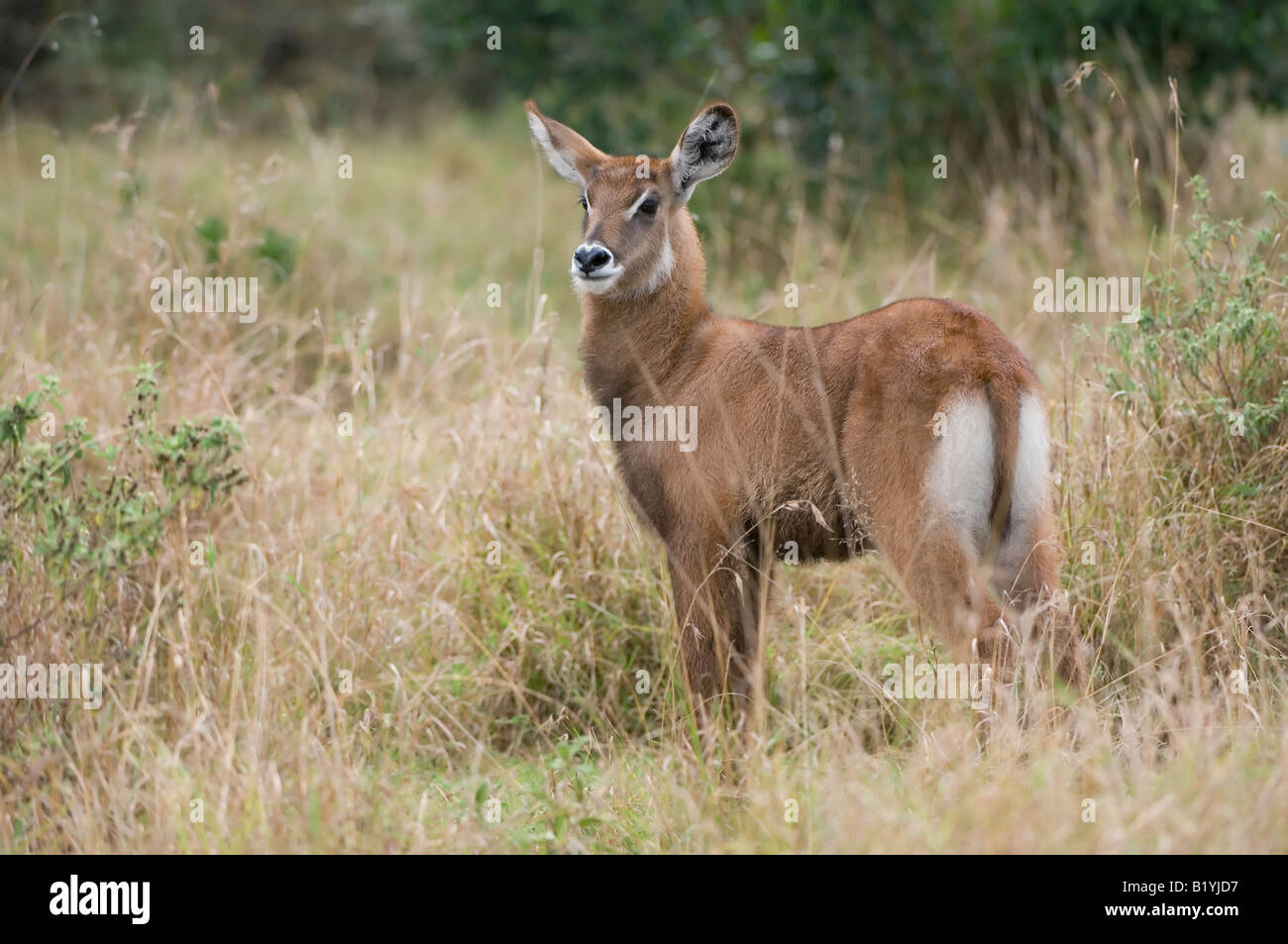 Defassa Waterbuck Stock Photo