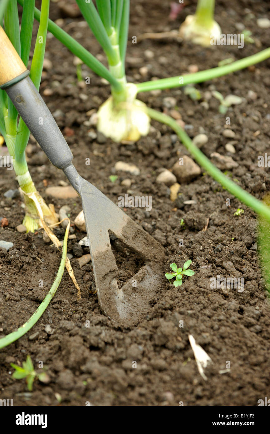 A hoe takes out weeds in a vegatable garden Stock Photo