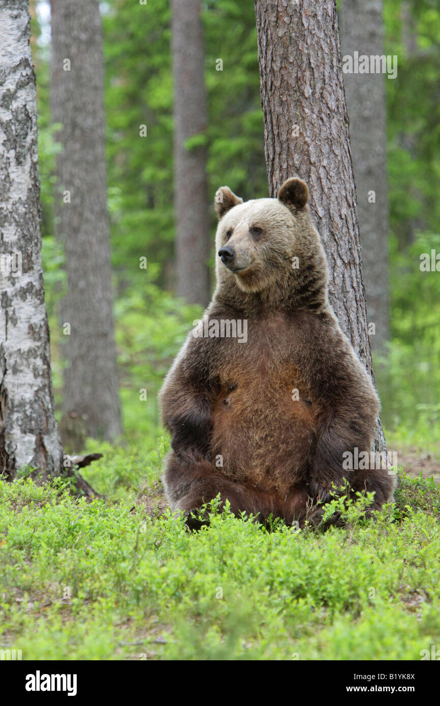 European Brown Bear Ursus Arctos sitting upright against a fir tree in Finland Stock Photo