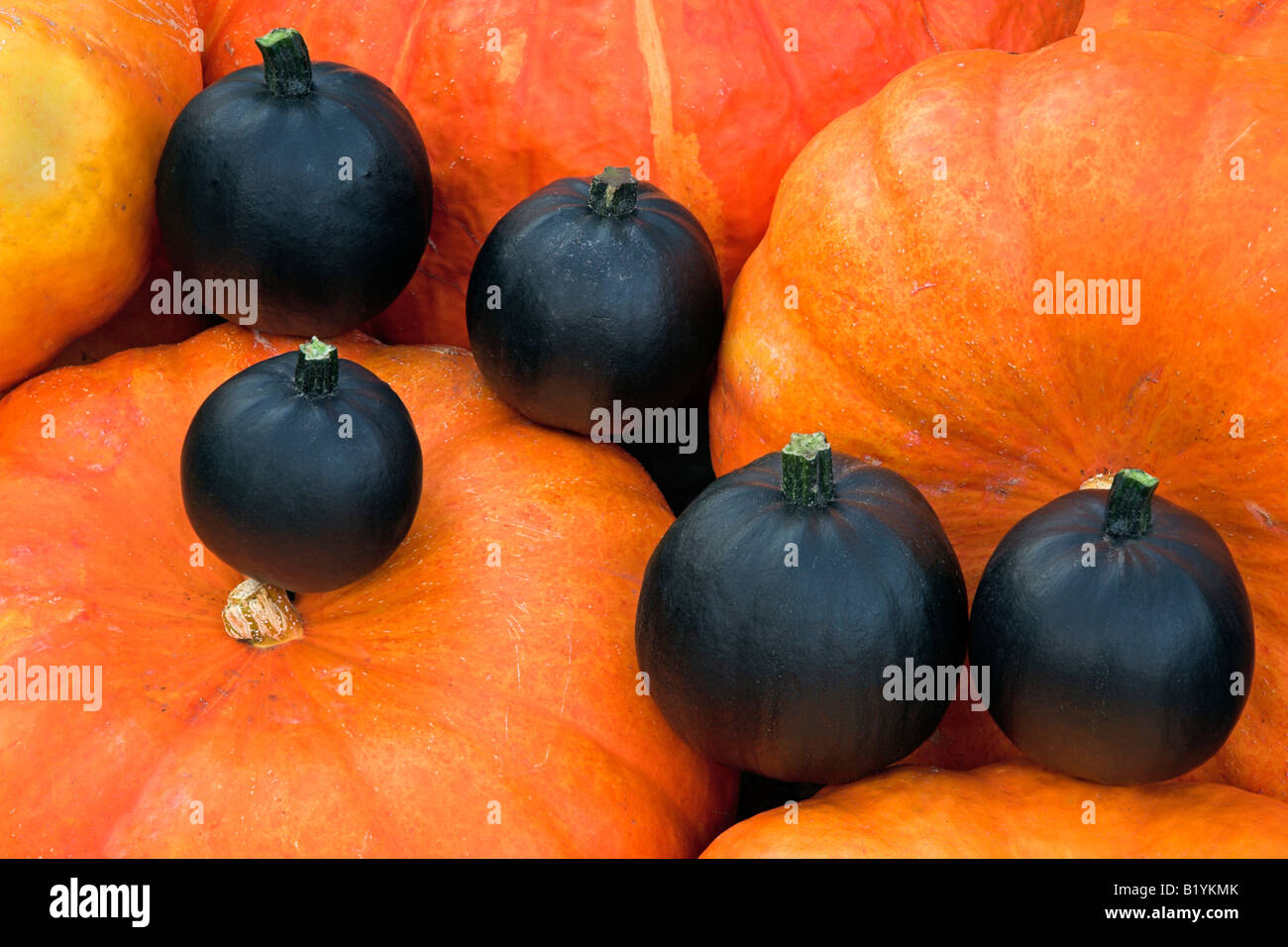 Horizontal, colour picture of dark green squashes and orange pumpkins Stock Photo