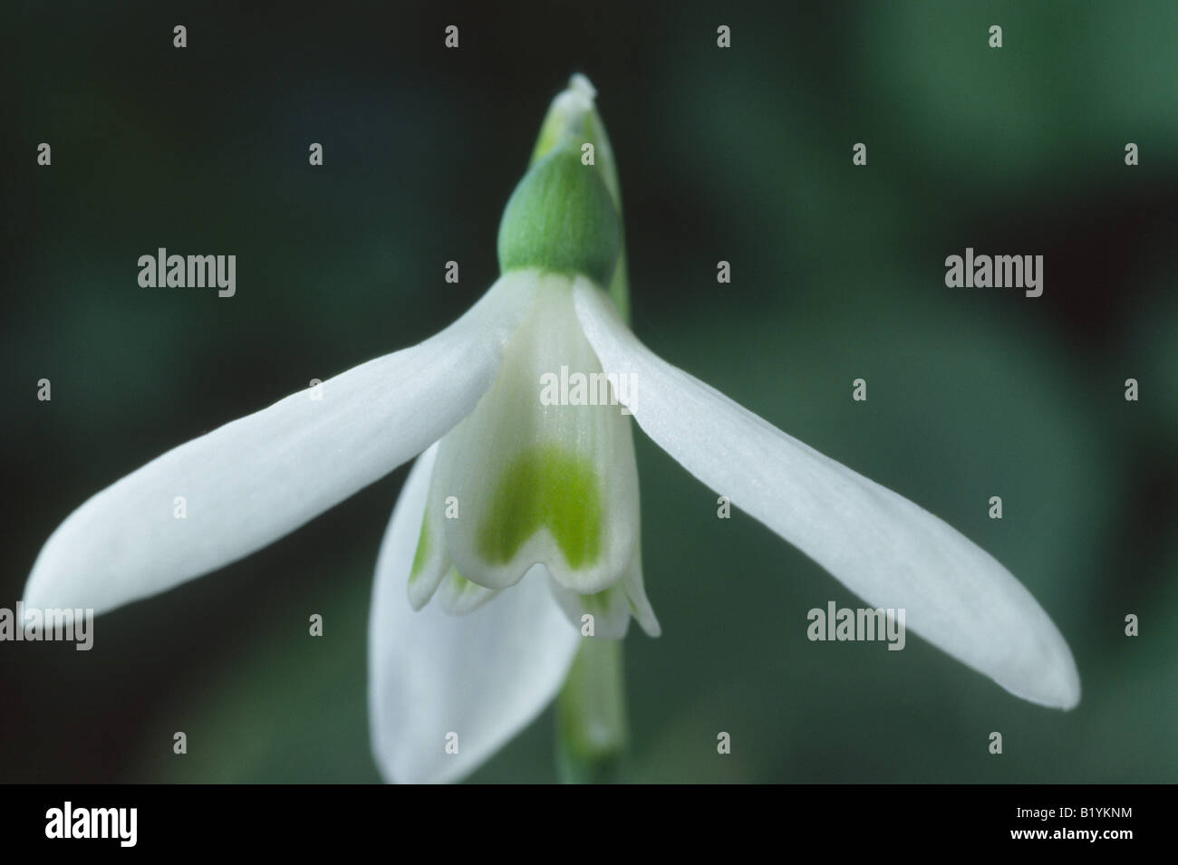 Galanthus reginae-olgae (Snowdrop) Autumn flowering species of snowdrop. Stock Photo