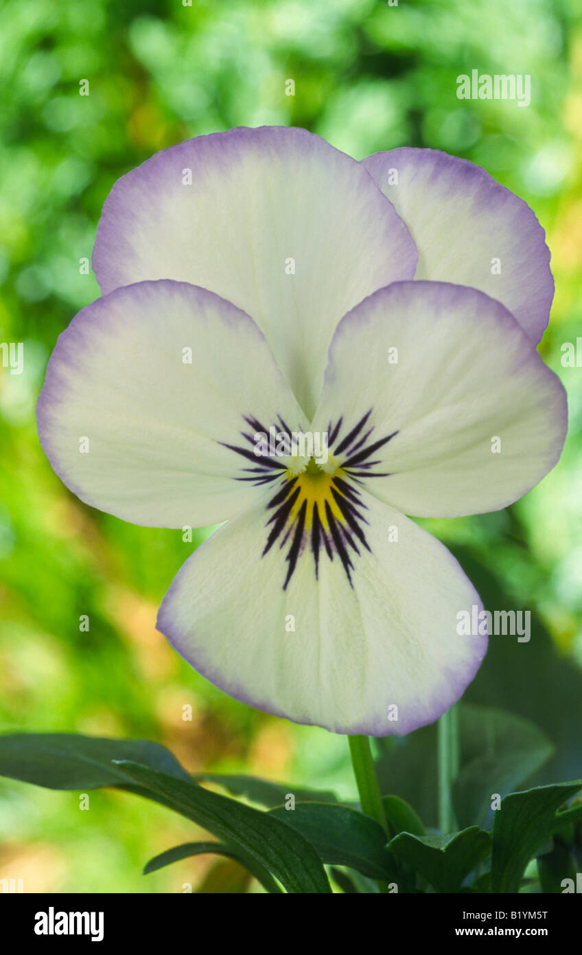 Viola 'Magnifico' (Pansy) Stock Photo