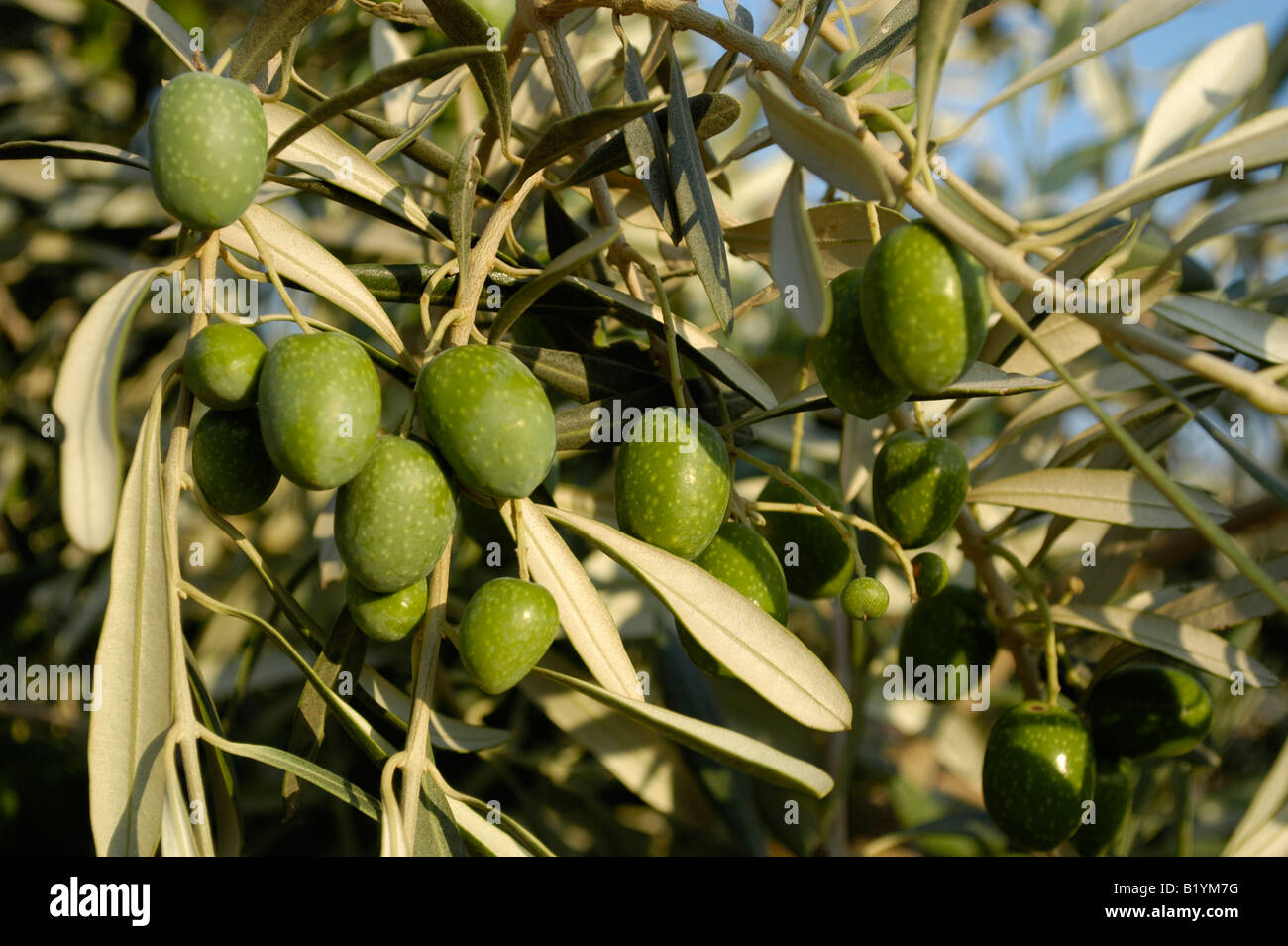 Olives hanging on the tree. Oliven haengen an einem Zweig. Stock Photo