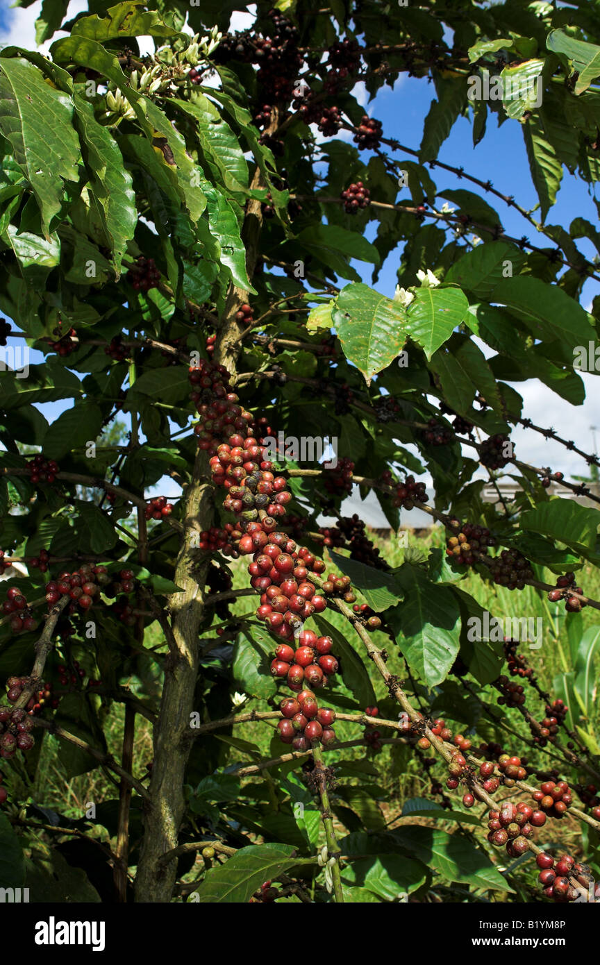 Coffee beans on plant growing Uganda Africa Coffea arabica Stock Photo