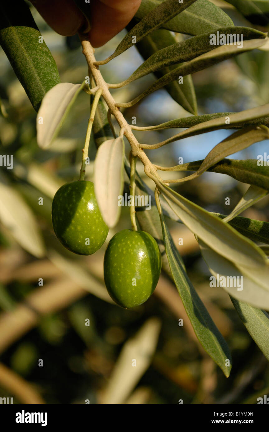 Olives hanging on the tree. Oliven haengen an einem Zweig. Stock Photo
