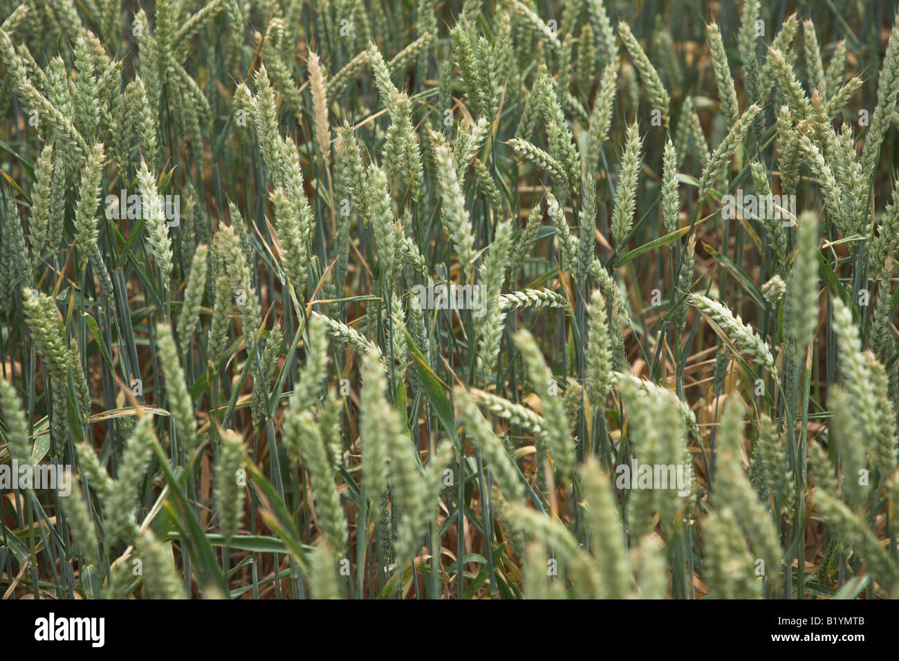 Close up full frame shot of green wheat ears and stalks in field Stock Photo