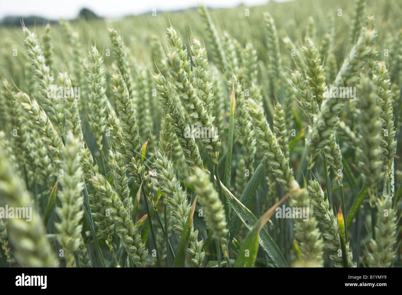 Close up full frame shot of green wheat ears and stalks in field Stock Photo