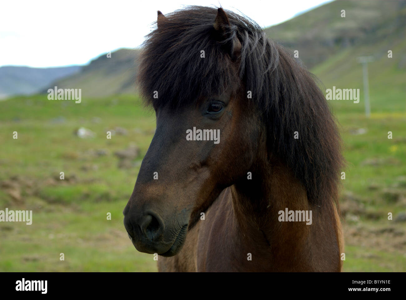 A horse in middle of nature watching the photographer. Stock Photo