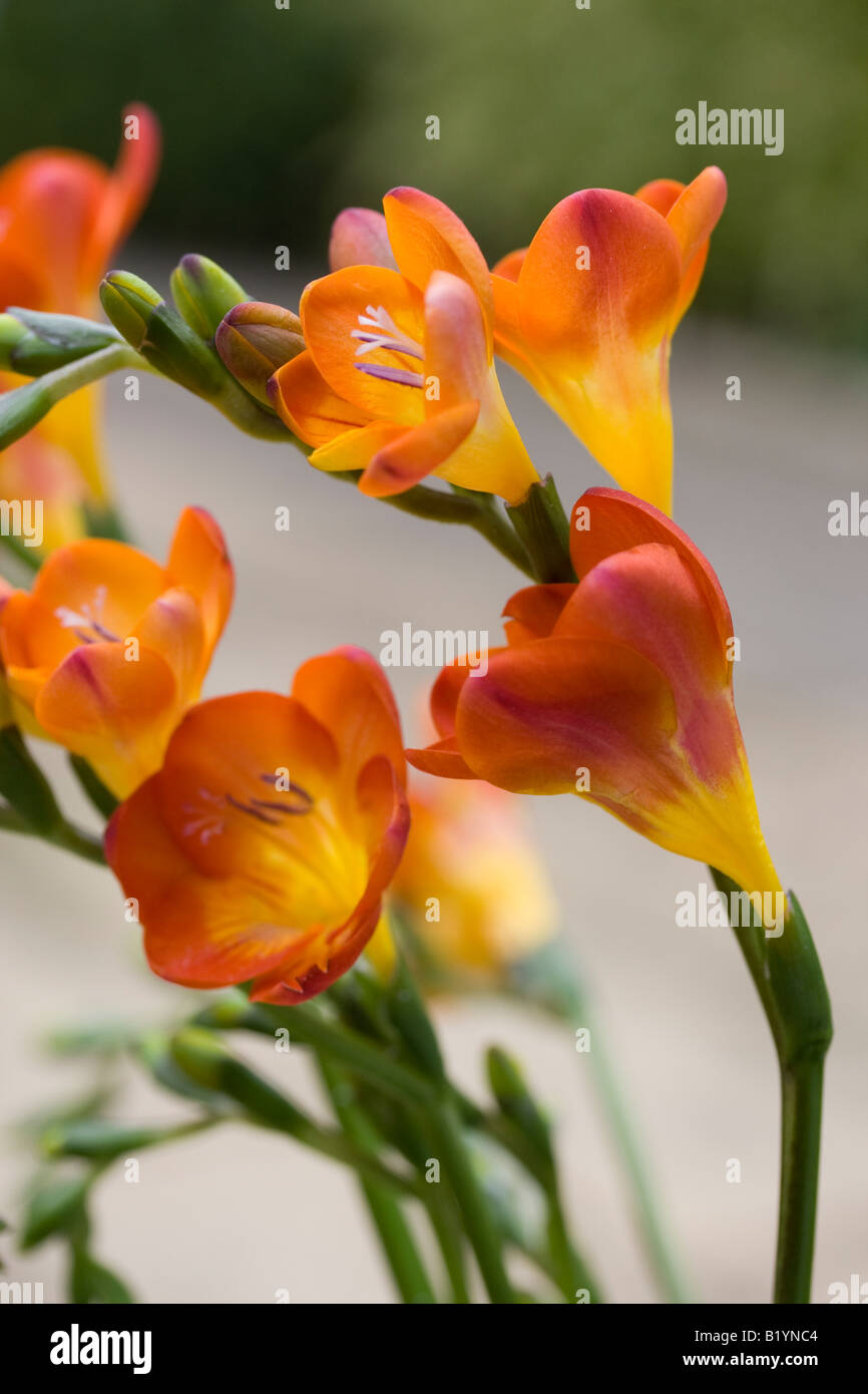 Freesia and corms hires stock photography and images Alamy