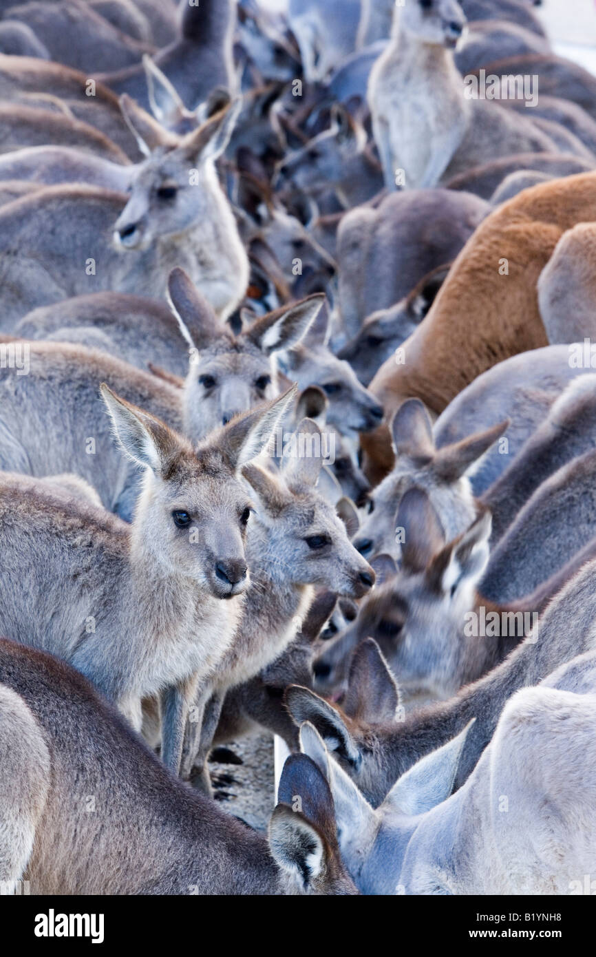 Group Of Kangaroos Currumbin Queensland Australia Stock Photo - Alamy