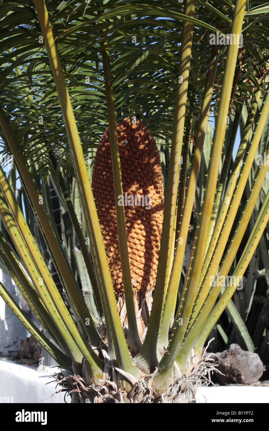 Close up showing new growth on a young Canary Palm tree Phoenix