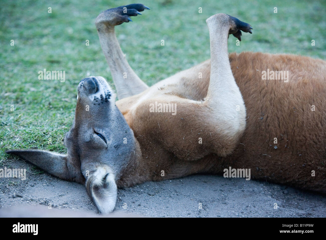 Kangaroo in Currumbin Wildlife Sanctuary Gold Coast Qsl Queensland Australia Stock Photo