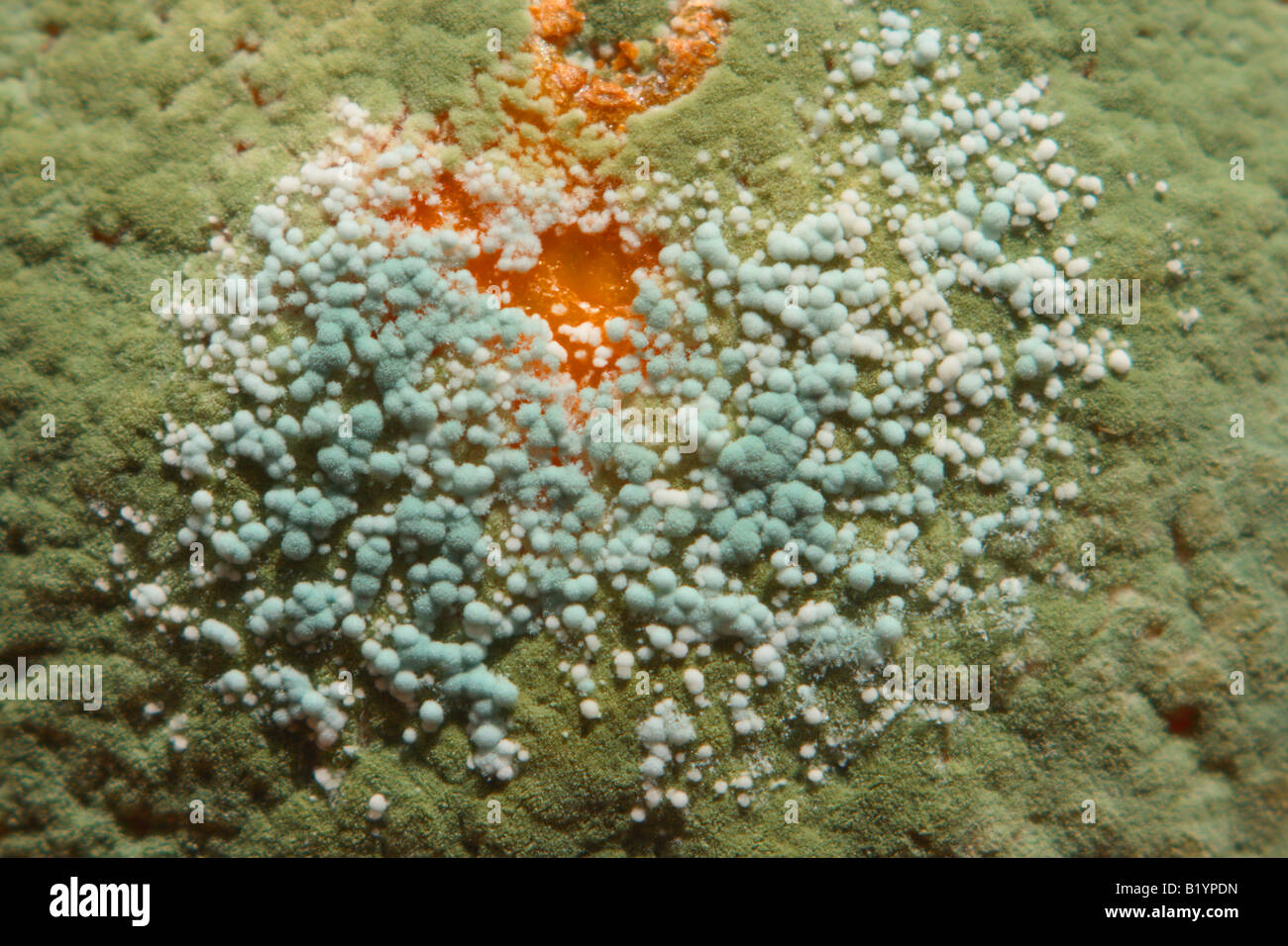 Closeup of Green mould, Penicillium sp. on orange fruit Stock Photo