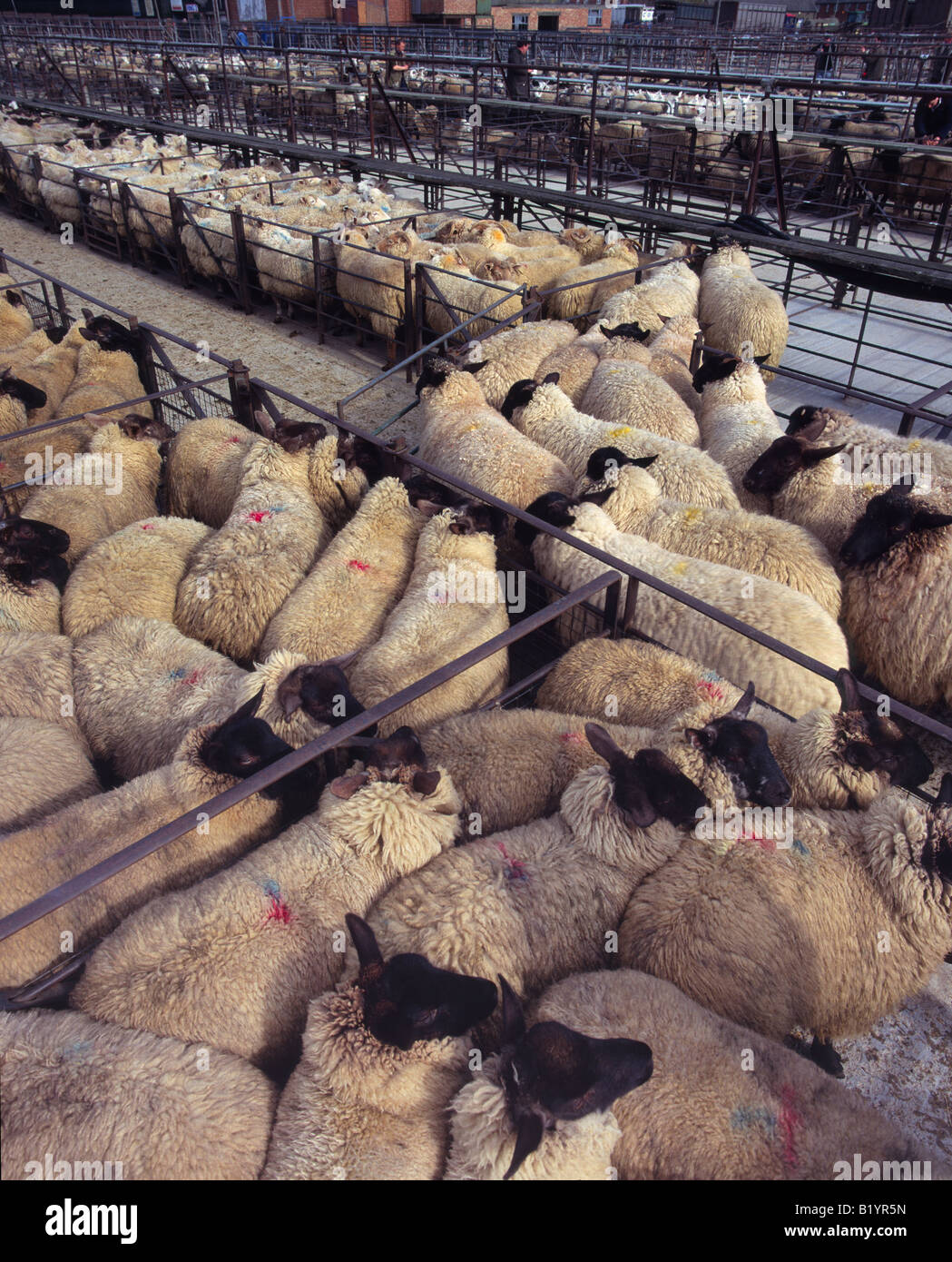 Sheep awaiting auction at a cattle market in Banbury, UK Stock Photo