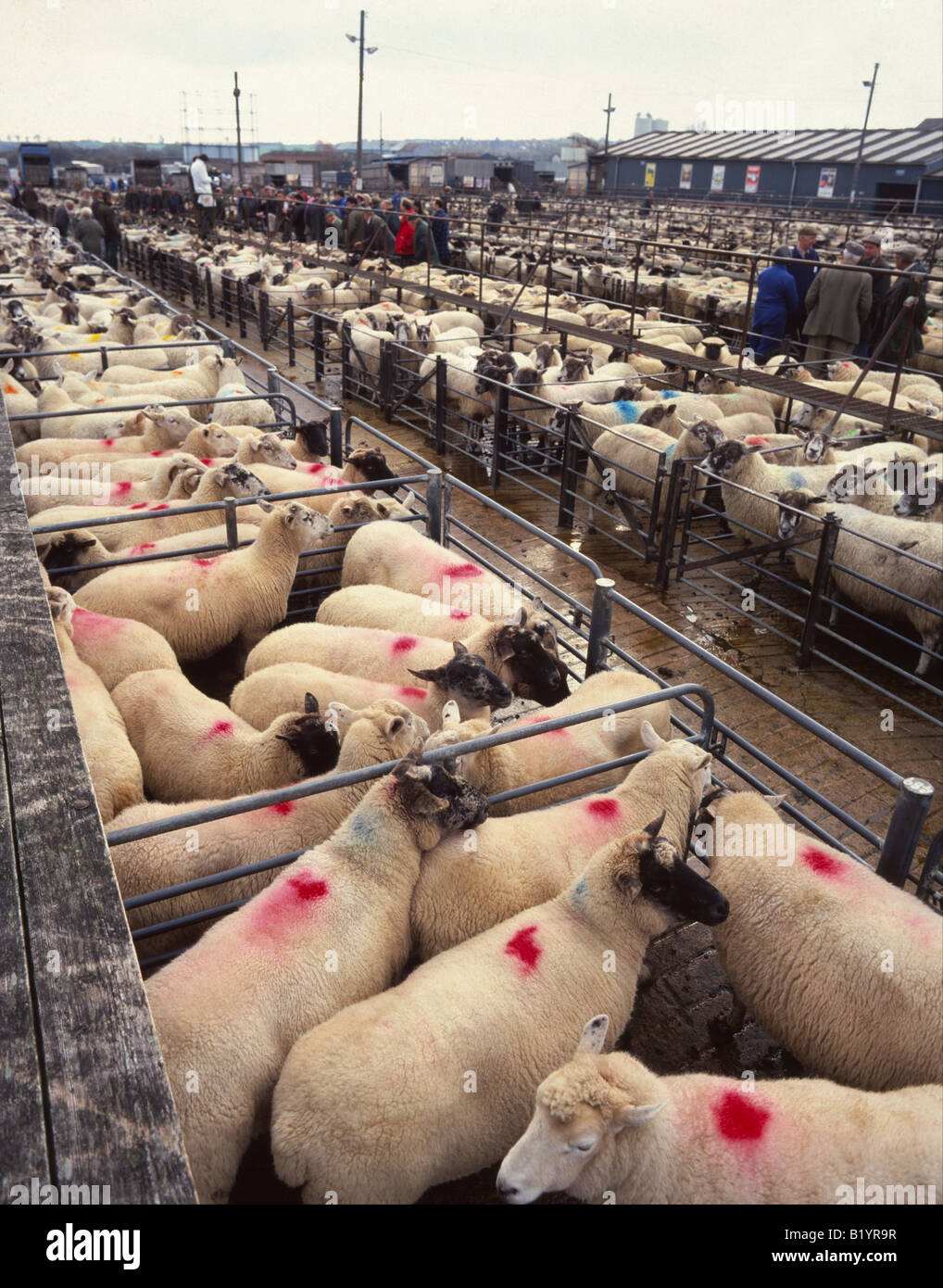 Sheep awaiting auction at a cattle market in Banbury, UK Stock Photo