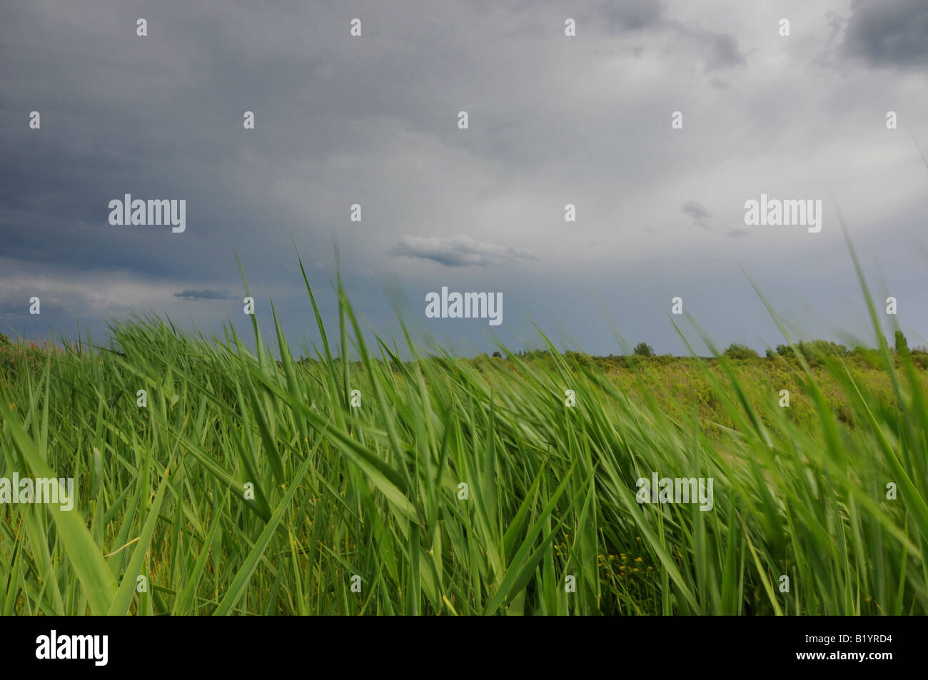 Grass swept by wind Stock Photo