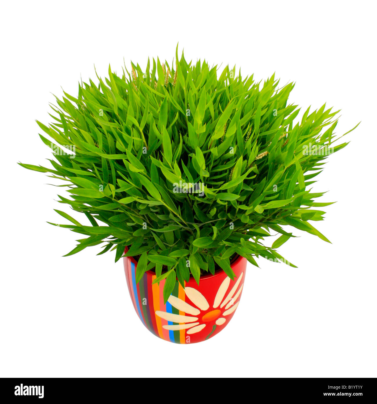 https://c8.alamy.com/comp/B1YT1Y/miniature-bamboo-pogonatherum-paniceum-plant-in-colourful-pot-B1YT1Y.jpg