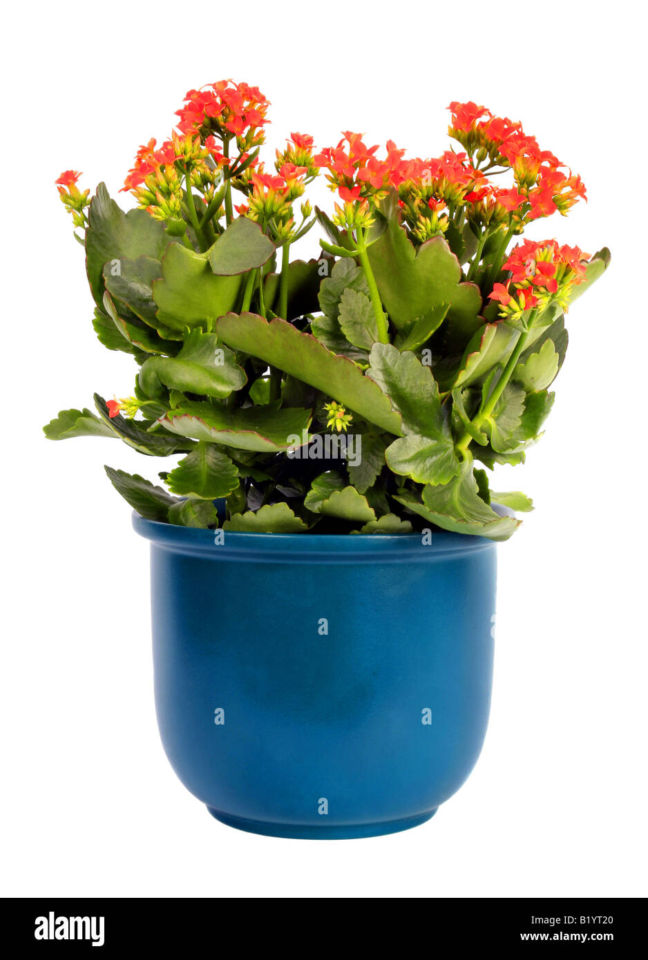 brilliant star flaming katy Madagascar widow s thrill Kalanchoe