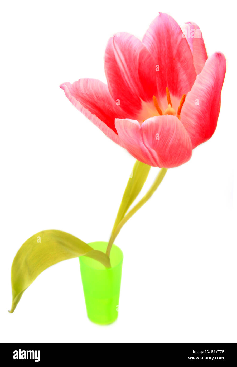 tulip Tulipa spec flower Stock Photo
