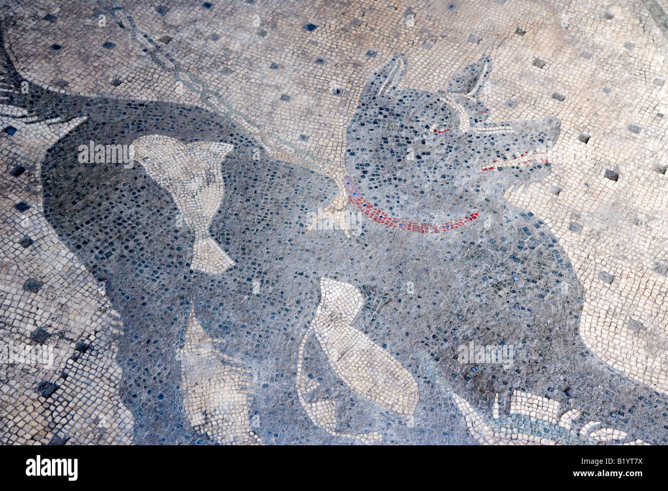 Beware of the dog mosaic in the House of the Tragic Poet Pompeii Campania Italy Stock Photo