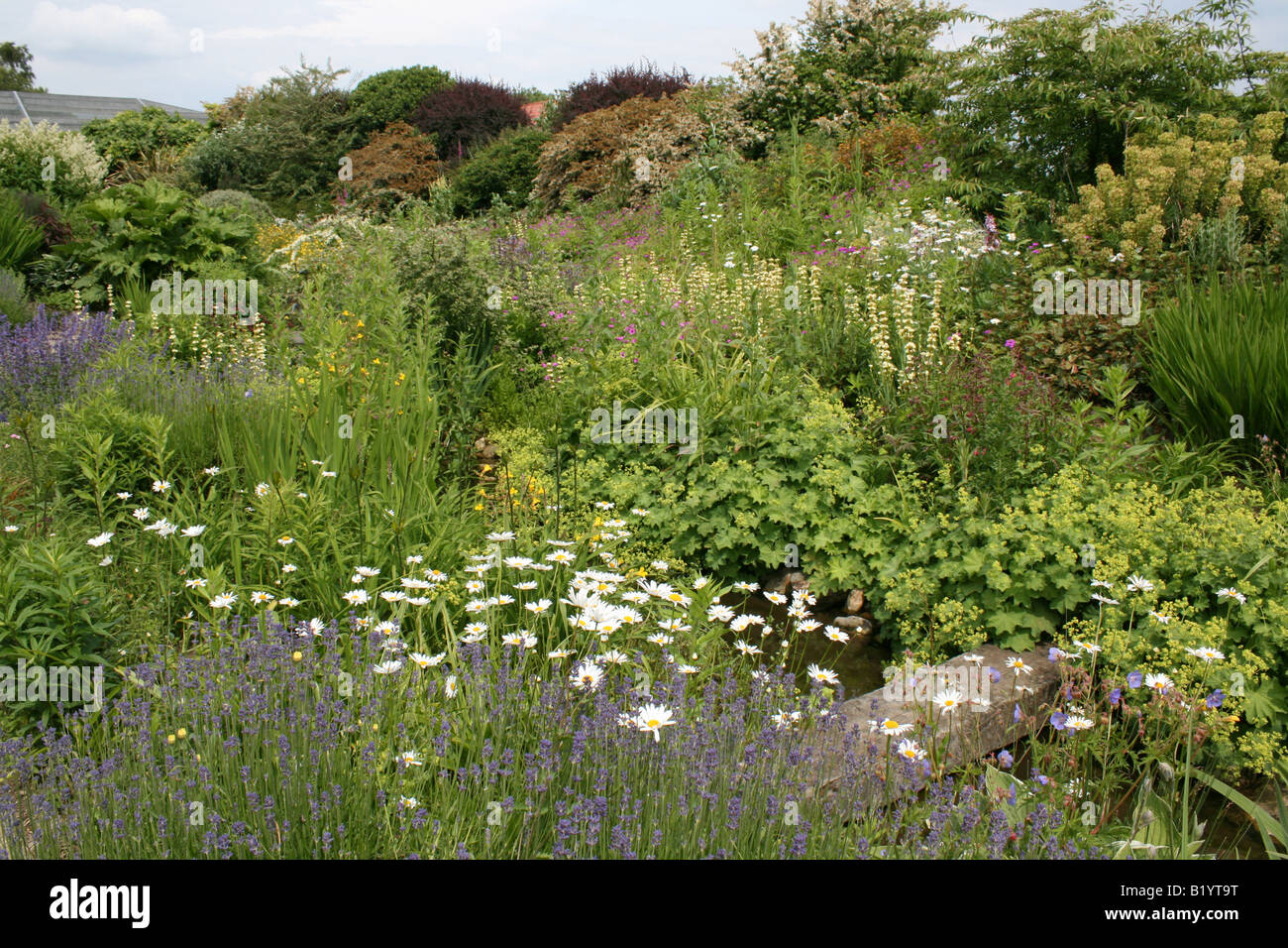 Attractive wild flower garden Attractive wild flower garden Pensthorpe