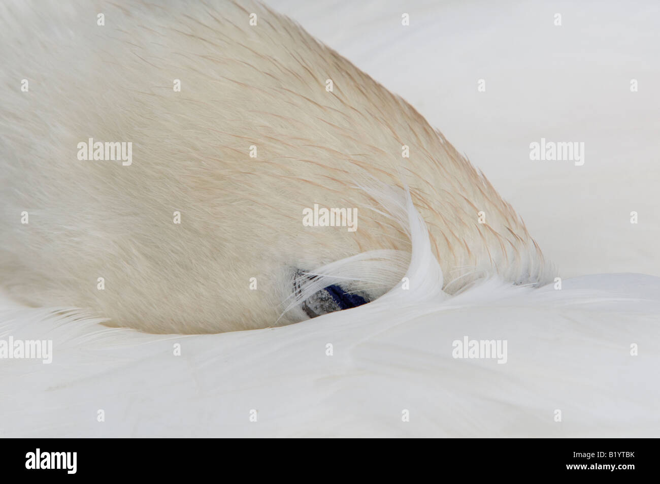 Mute Swan with beak buried in its back sleeping. I was able to move in quite close to capture this - and was very quiet too. Stock Photo