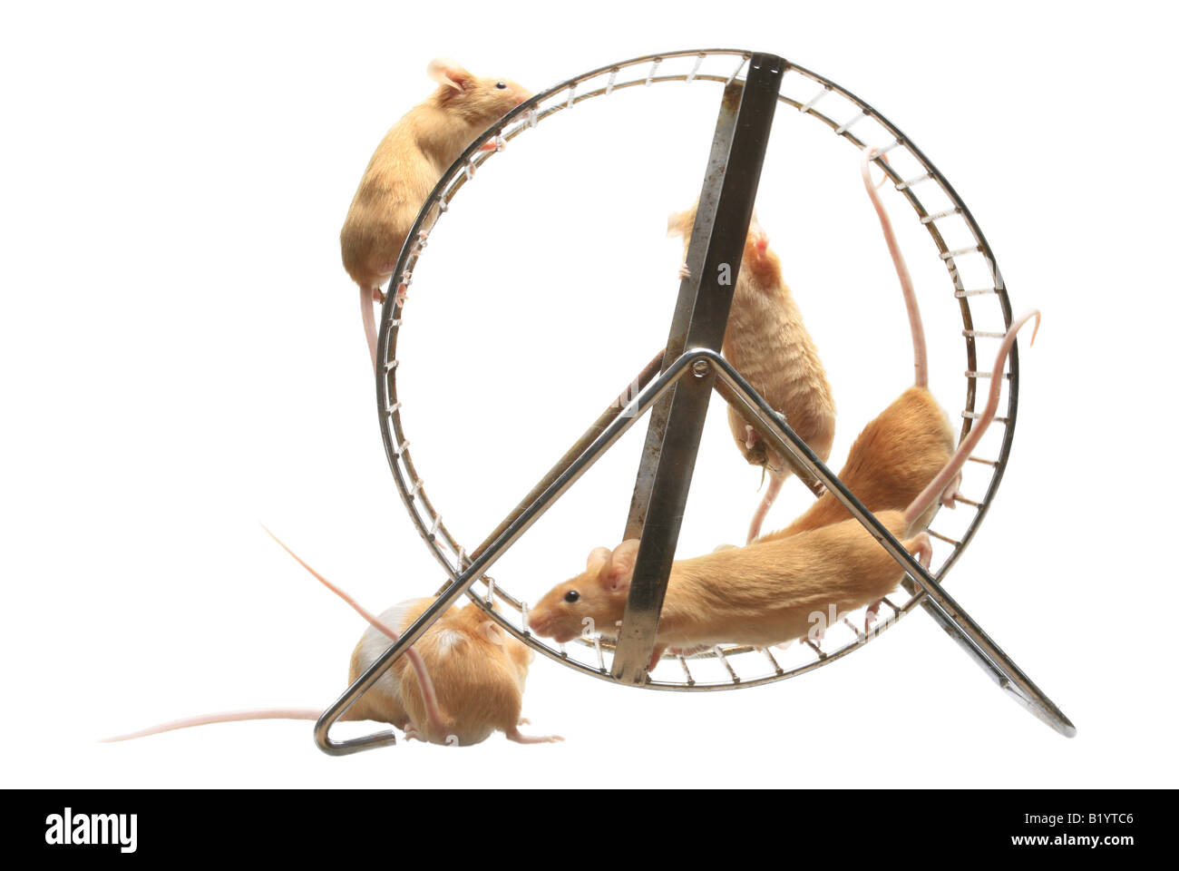 house mouse Mus musculus coloured mouses in hamster wheel Stock Photo