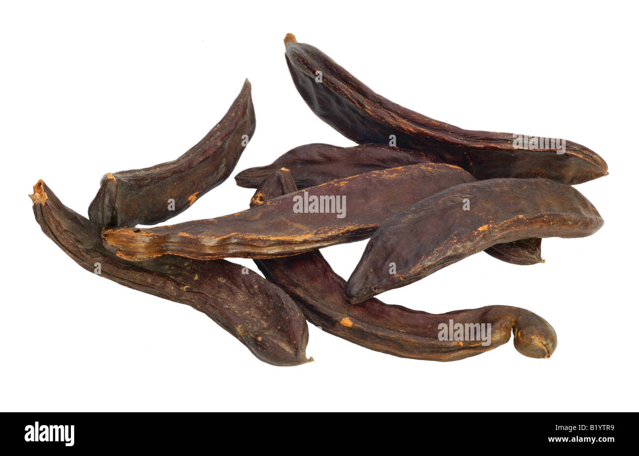 carob bean St John s bread Ceratonia siliqua ripe fruits Stock Photo