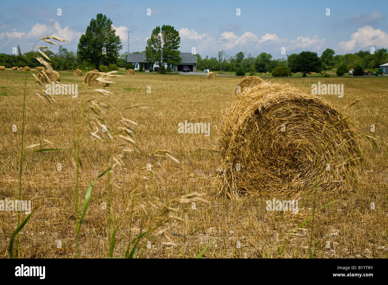 Hay rolled rolls farm food field grass house trees hires stock