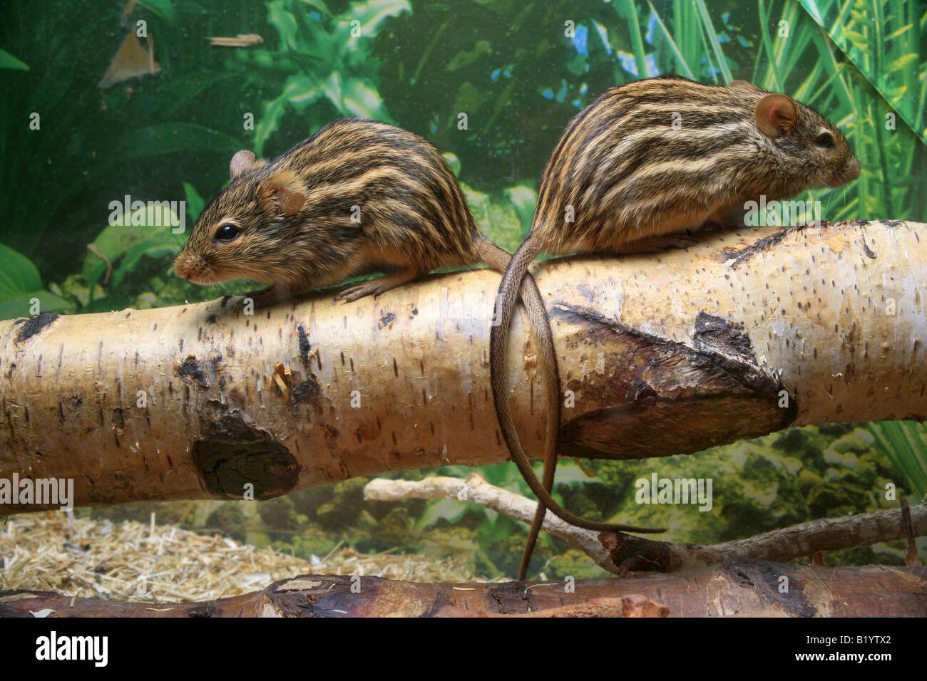 Stripped gras mouse Lemniscomys barbarus couple Stock Photo