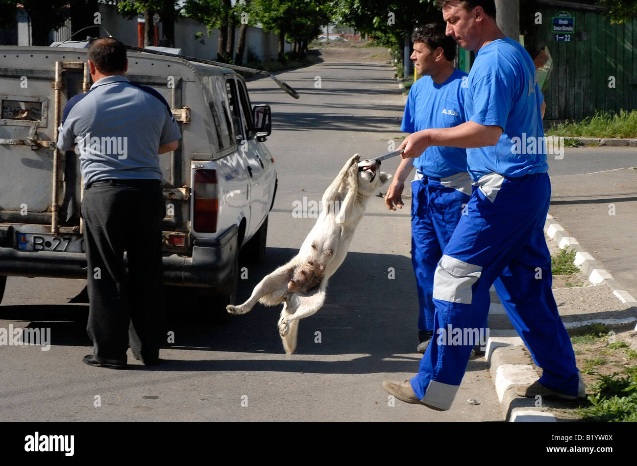 dog catchers in Bucharest, Romania's capital, Eastern Europe. The city government reports that 9,000 people are bitten each year Stock Photo