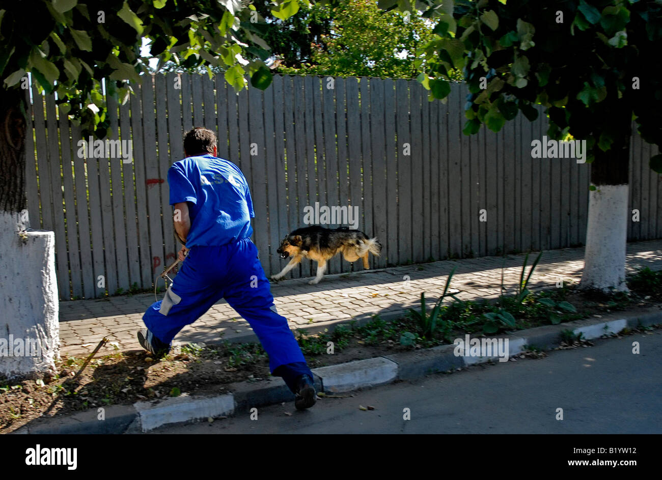 dog catchers in Bucharest, Romania's capital, Eastern Europe. The city government reports that 9,000 people are bitten each year Stock Photo