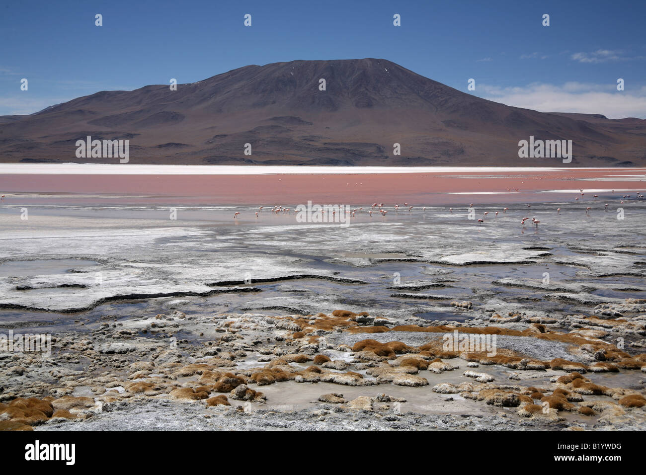 Andean Flamingos feed in the water of Laguna Colorada, South Western Bolivia Stock Photo