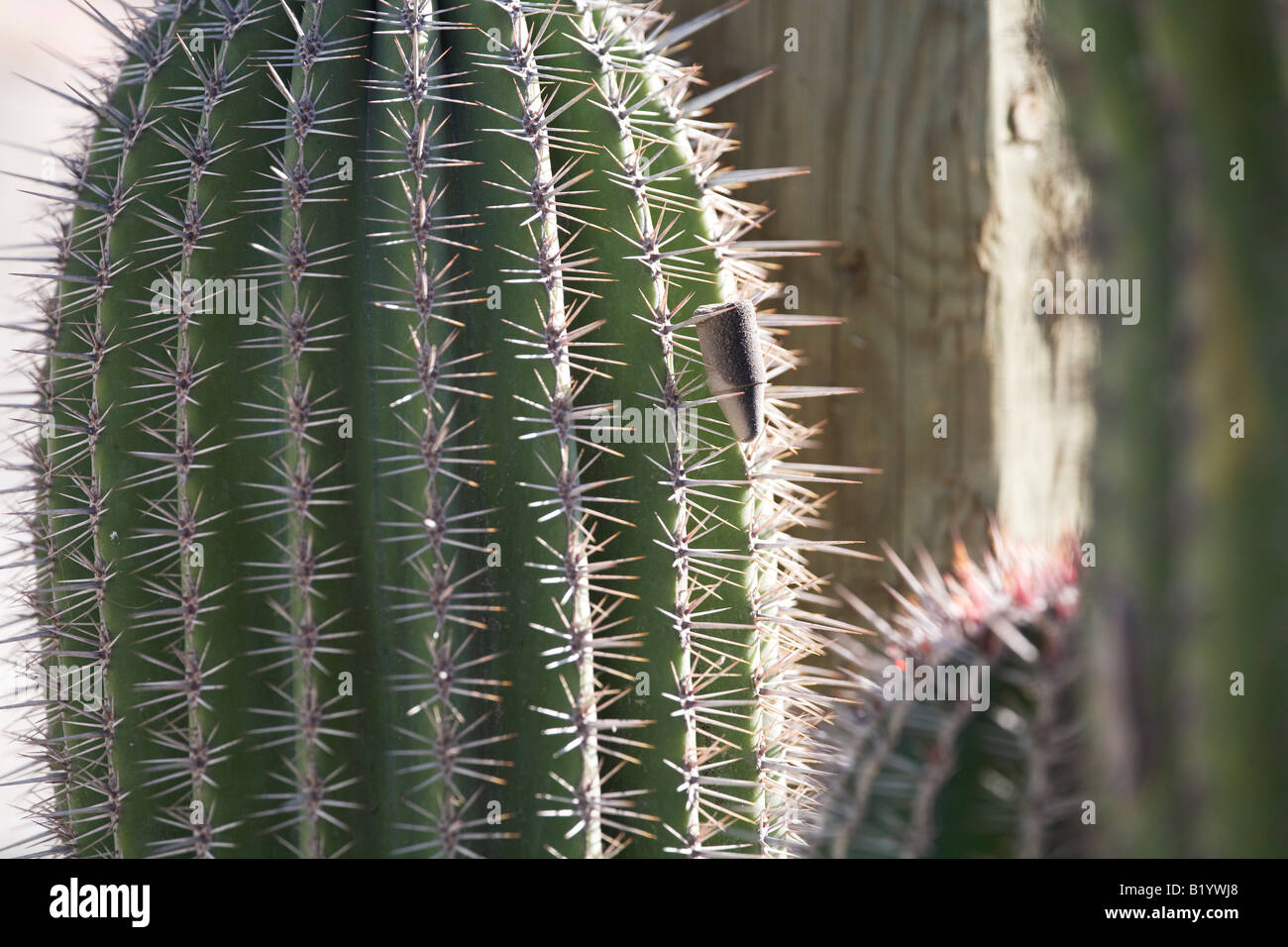 Cactus in cabo san lucas hires stock photography and images Alamy