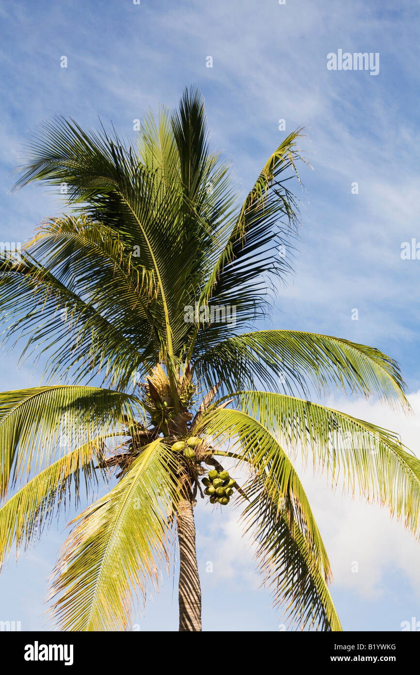 palm tree in Cabo San Lucas, Mexico Stock Photo Alamy