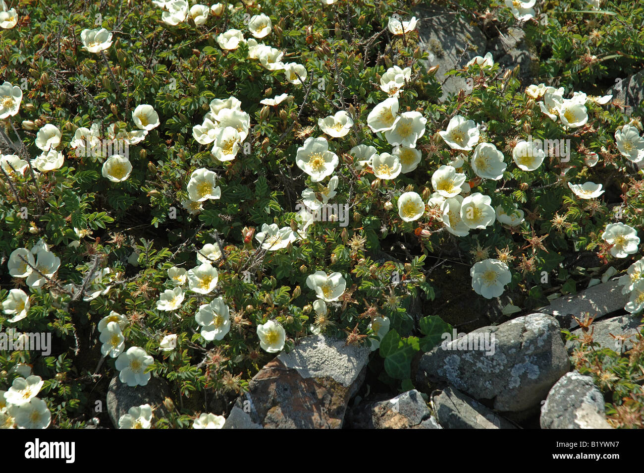 Burnet Roses on Ballyquintin Point Strangford Lough Northern Ireland ...