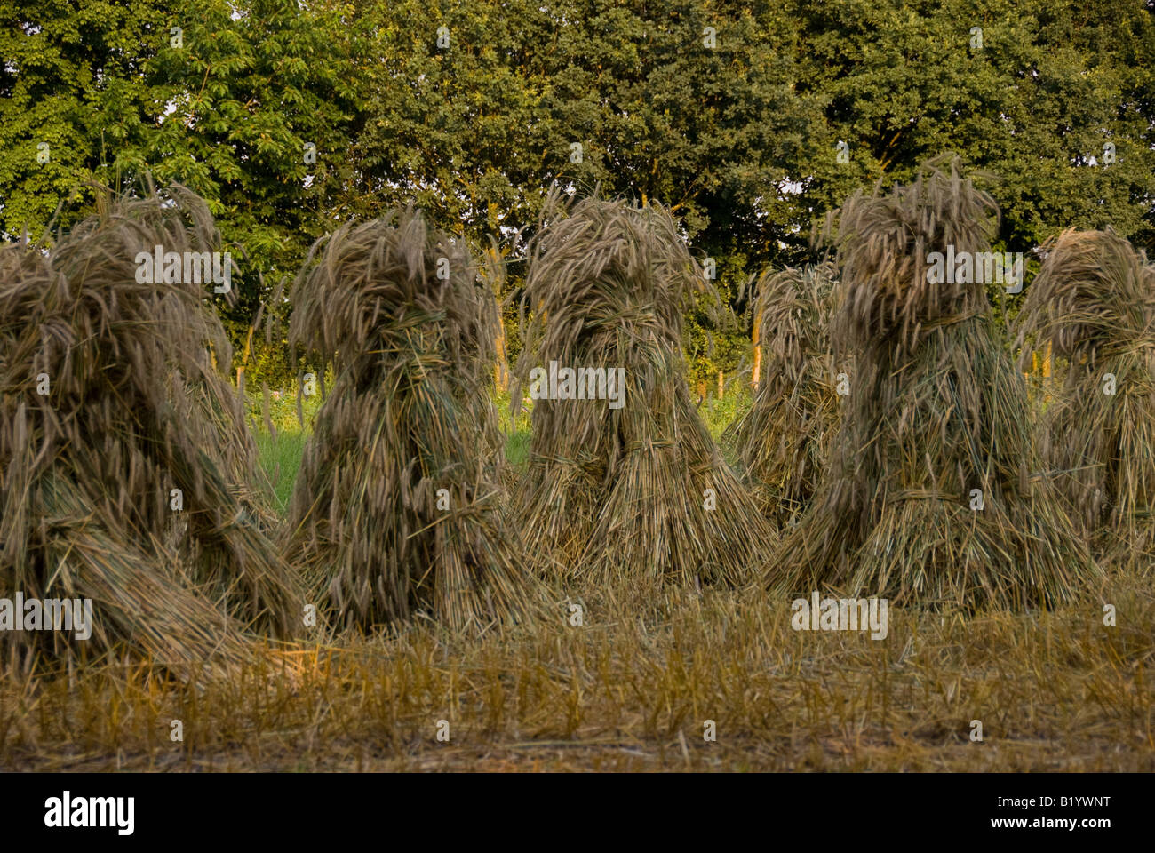 Old fashioned harvesting hi-res stock photography and images - Alamy