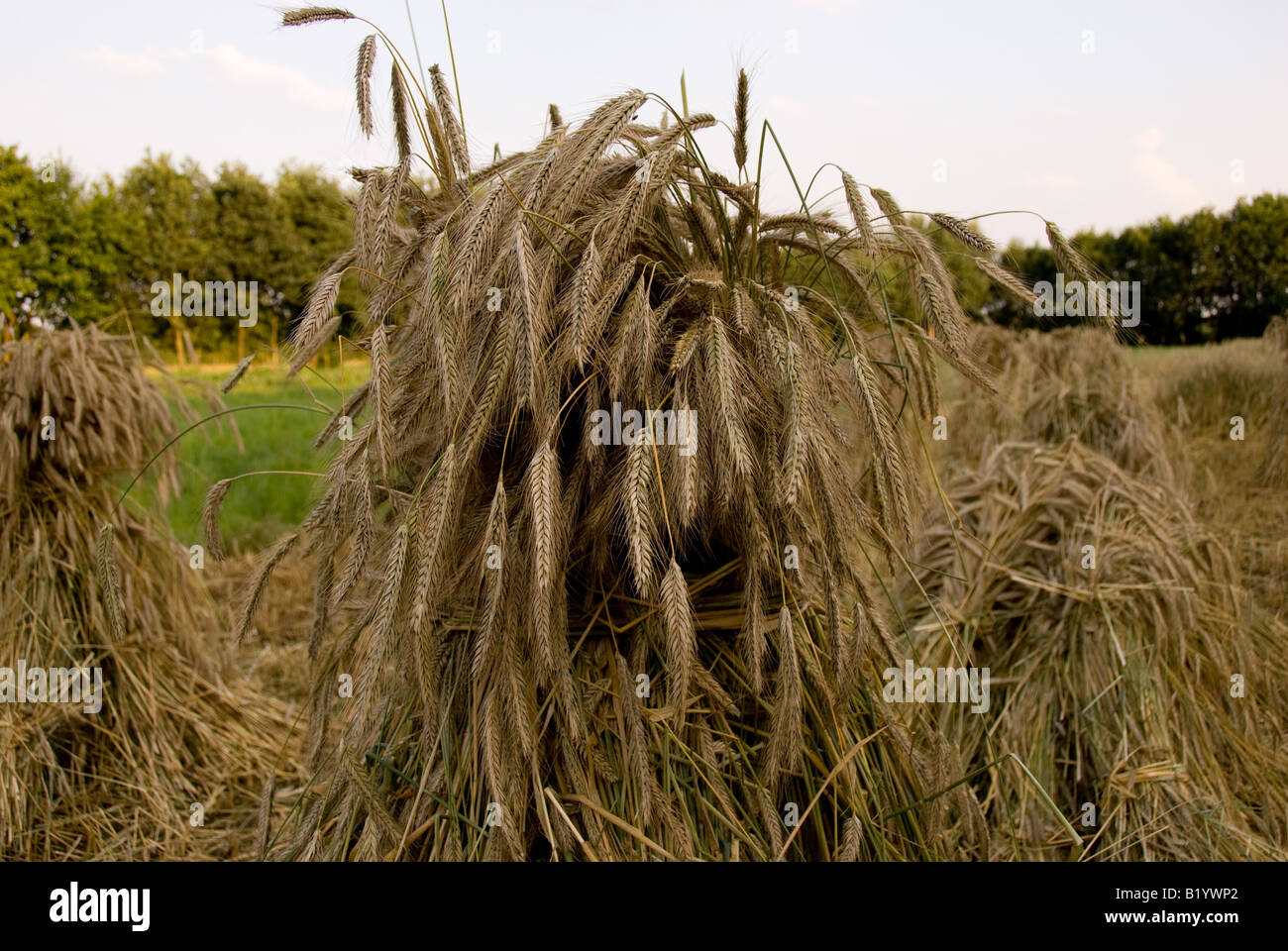 Old fashioned harvesting hi-res stock photography and images - Alamy