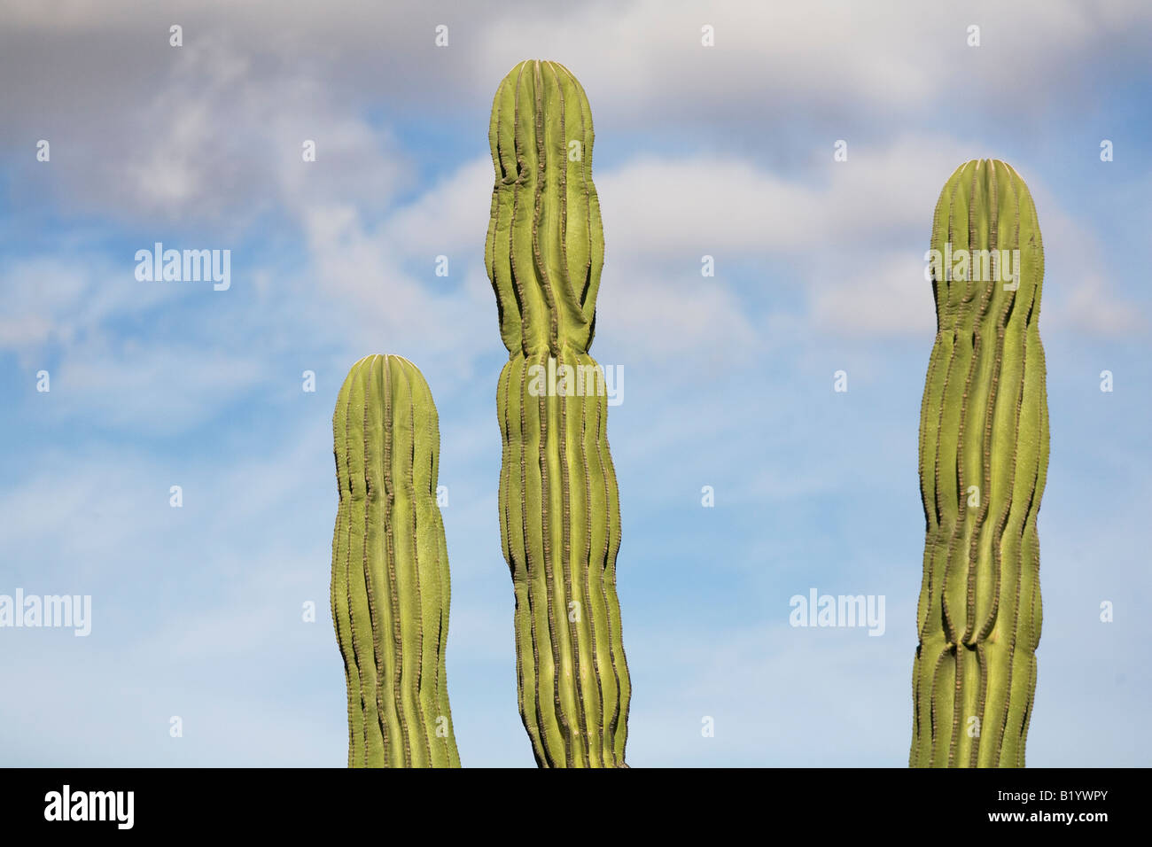 Cactus in cabo san lucas hires stock photography and images Alamy